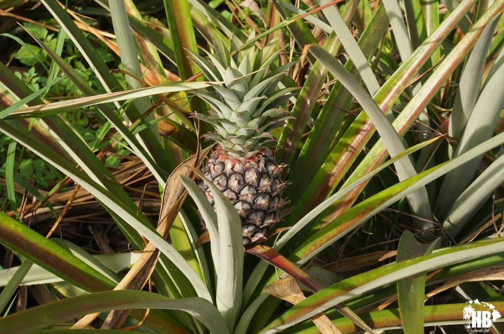Sugarloaf Pineapple