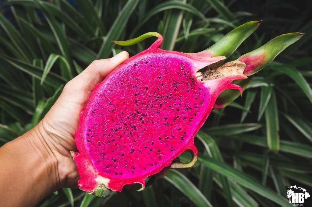 dragonfruit Pitaya in hawaii