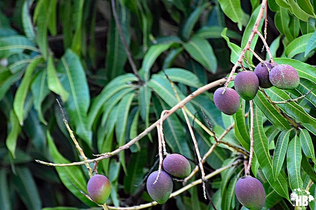 mangos in hawaii
