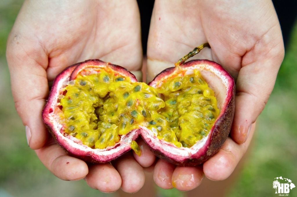 passionfruit in hawaii