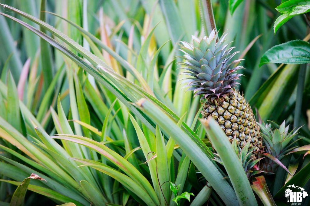 pineapple in hawaii