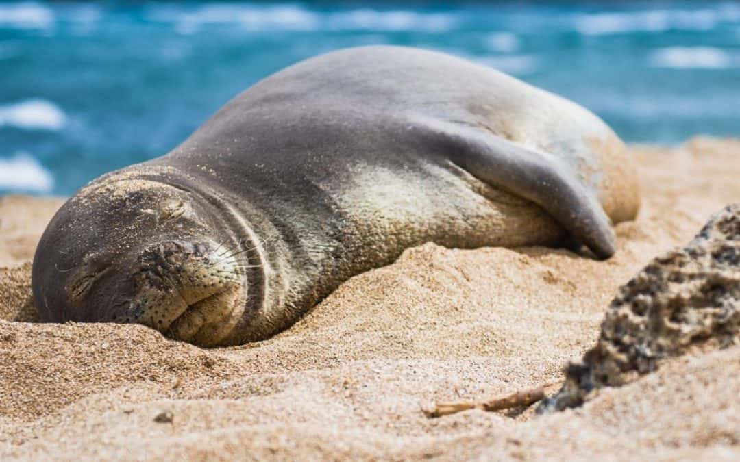His Attorney Says He Threw the Rock to Save Sea Turtles. The Federal Charges Didn’t Go Away.