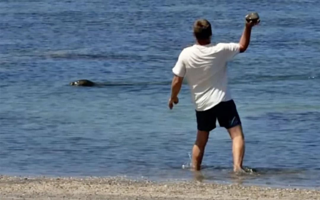 A tourist threw a rock at a Hawaiian monk seal. Now he’s facing federal charges.