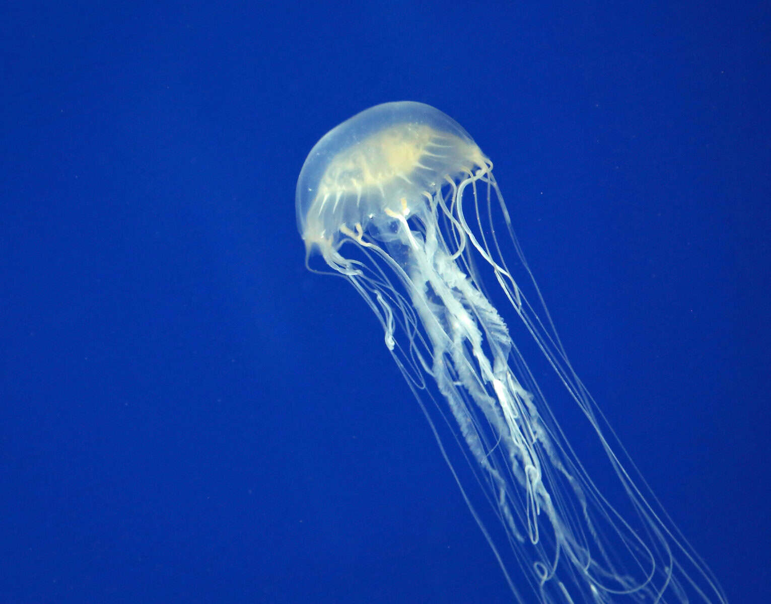 Alatina alata, the Hawaiian box jellyfish species behind these warning windows