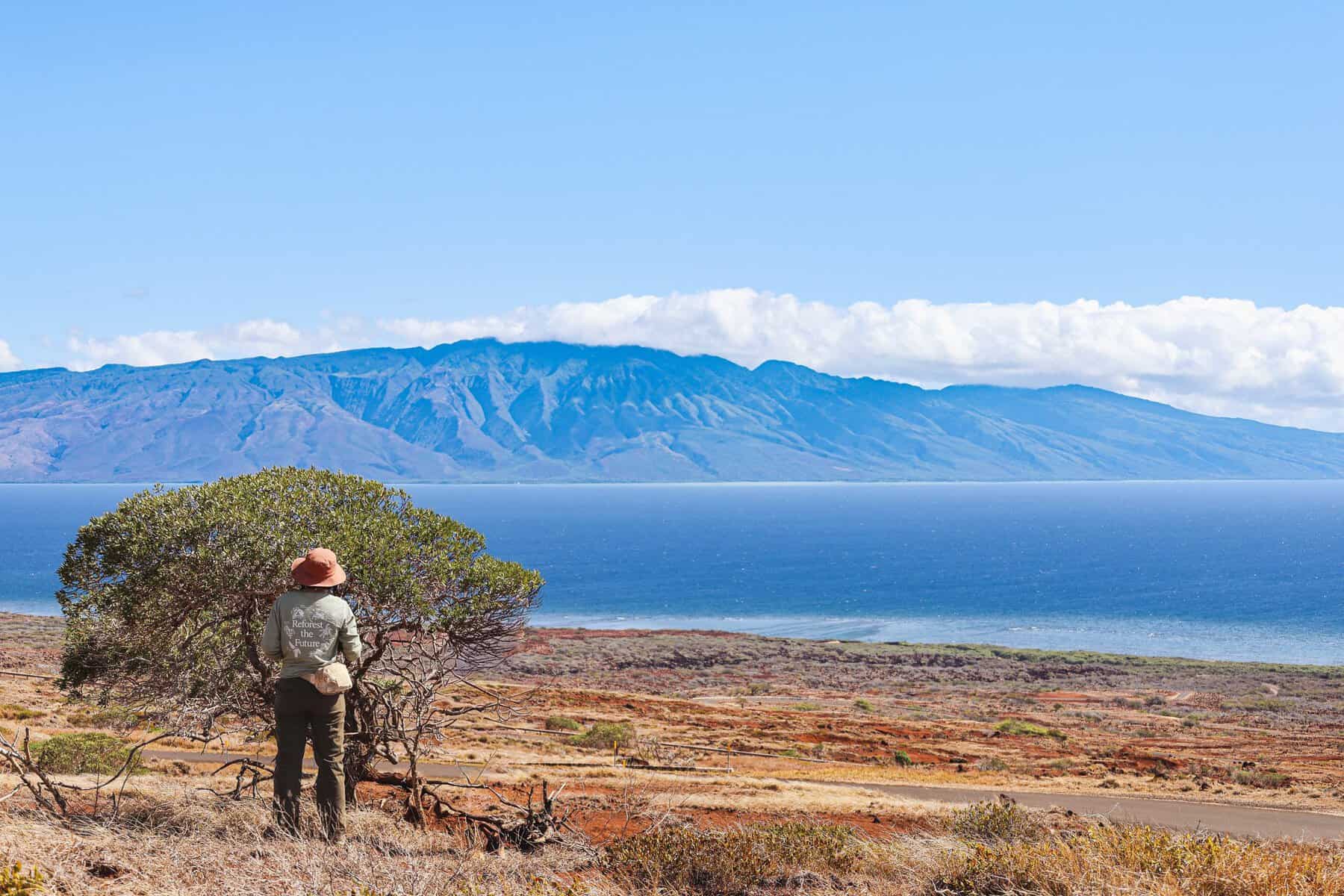 native forest restoration hawaii scaled
